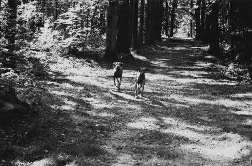 Honden in het bos